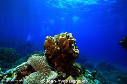 Mauritius Underwater Photography Coin De Mire 7 metres 
... by Jean-Yves Bignoux 